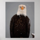 Search for eagle in winter posters Bird