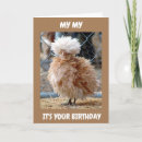 Search for cool chicken postcards Birthday
