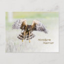 Search for bird hunt postcards Flight