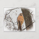 Search for shoulders postcards Animal