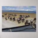 Search for wildebeests posters Nature