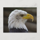 Search for adler postcards Bird