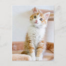 Search for adopt photography Kitten
