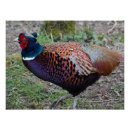 Search for pheasant posters Bird