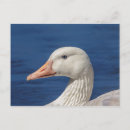 Search for quick cards invites Wildlife