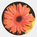 Search for gerber stickers Floral