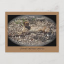 Search for funny animal postcards Cats
