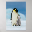 Search for wild chick posters Snow hill island