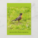 Search for redbreast postcards Nature