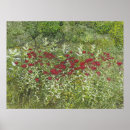 Search for bee balm posters Monarda
