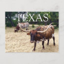 Search for texas postcards Souvenir