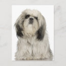 Search for terrier puppy postcards Dog