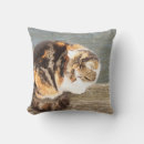 Search for lucky cat Cats