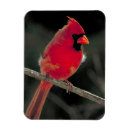 Search for tree branches magnets Bird