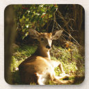Search for buck coasters Animal