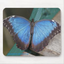 Search for blue winged mousepads Butterflies