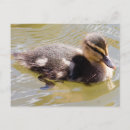 Search for baby ducklings postcards Animal