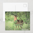 Search for impala postcards Africa