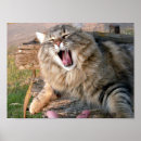 Search for lol posters Cat