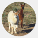 Search for alpacas stickers For her
