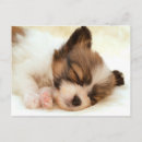 Search for papillons postcards Nature