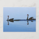 Search for new zealand bird postcards Animal