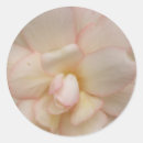 Search for begonia gift wrap White