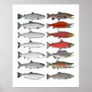 Search for salmon fish posters Atlantic