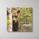 Search for grizzly photography Bears