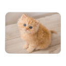 Search for longhair magnets Purebred cat
