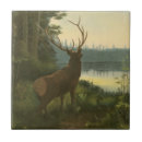 Search for forest animals tiles Nature