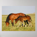 Search for colts posters Pony