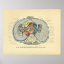 Search for vintage anatomy posters Anatomical