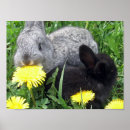 Search for cute rabbits posters Nature