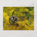 Search for hornet postcards Insect