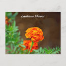 Search for lantana flower postcards Garden