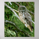 Search for great grey owl art Owls