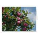 Search for apples photography Tree