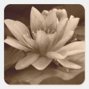 Search for lilly stickers Bloom