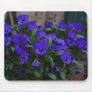 Search for viola electronics Violets