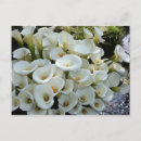 Search for calla lily postcards Flower