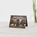 Search for herd cards Buffalo