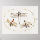 Search for dragonfly illustration posters Dragonflies