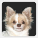 Search for long haired chihuahua stickers Pet