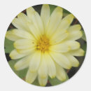 Search for yellow marigold stickers Flowers
