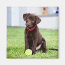 Search for fetch magnets Pet