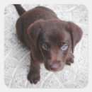 Search for chocolate labrador retriever stickers Pets