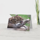 Search for amur cards Animal