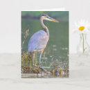 Search for great blue heron cards Photography