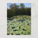 Search for lily pad postcards Trees